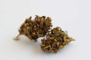 Köp Blue Cheese buds online