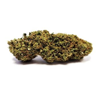 Orange Bud