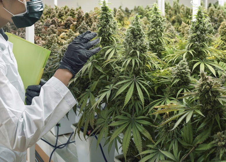 CBD Buds