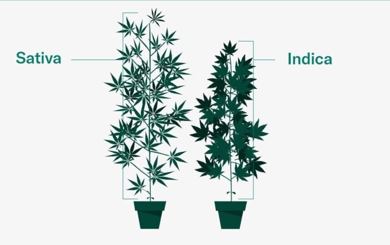 Illustration av en sativaplanta och en indicaplanta sida vid sida