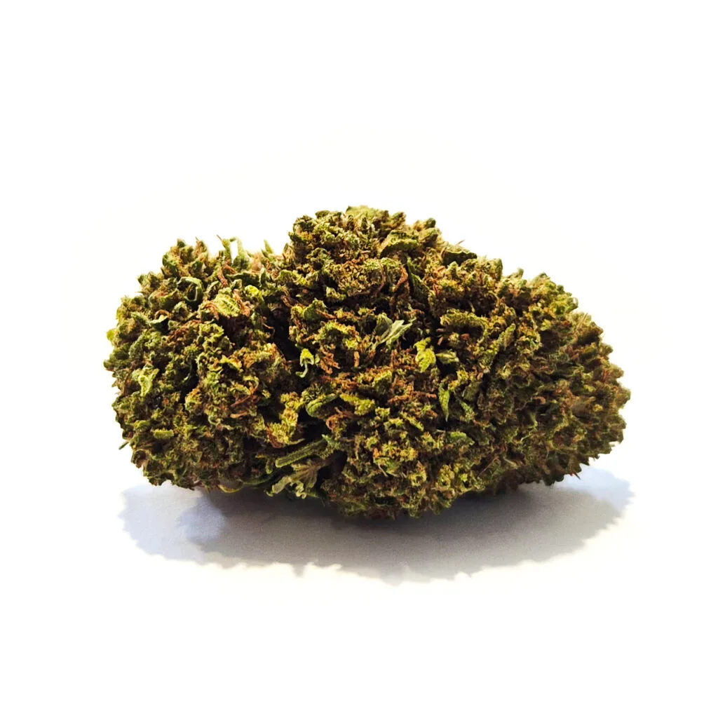 Mango CBD blomma