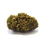 Mango CBD blomma