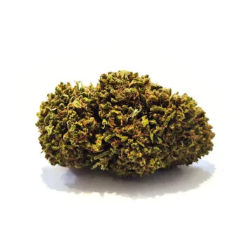 Mango CBD blomma