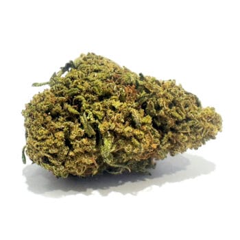 Critical Berry CBD Blomma