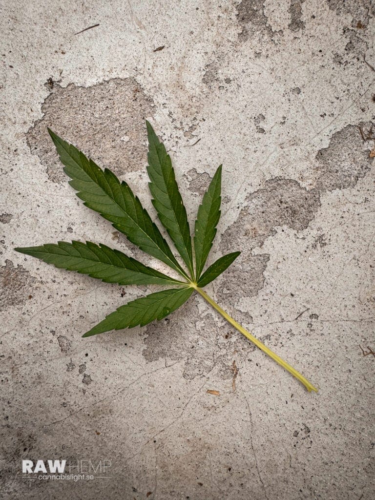 Cannabis Italien förbjud 2025