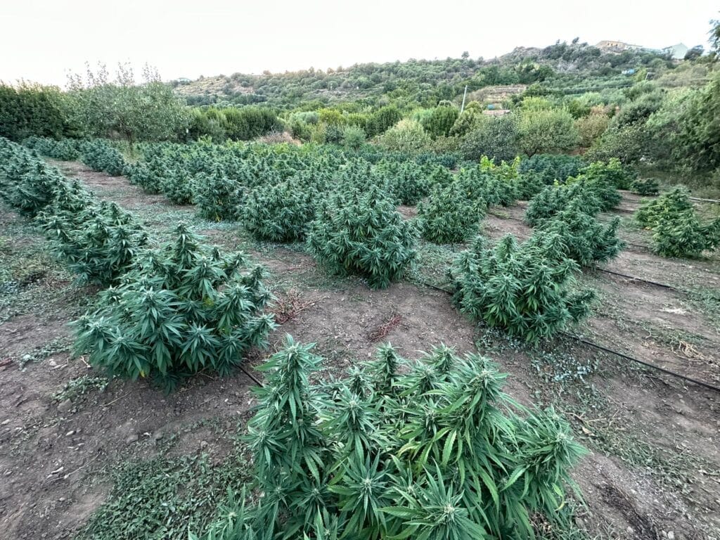 Utomhusodling Sardinien