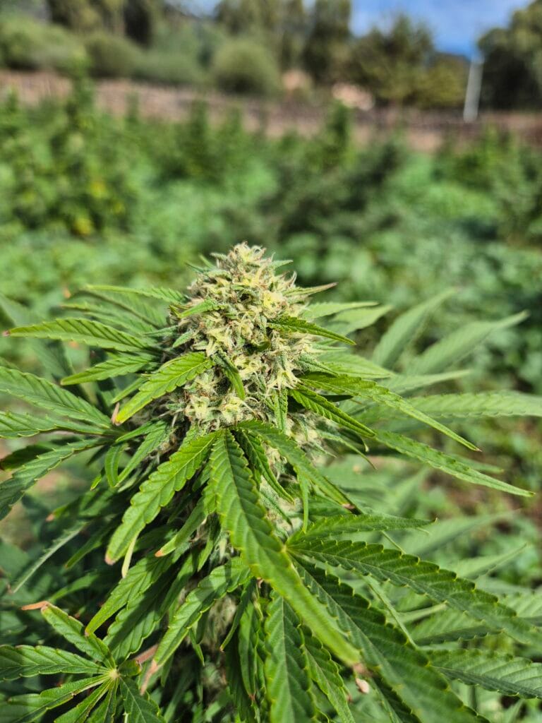 Wiet-experimentet i nederländerna