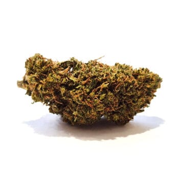 Black Cherry Gelato CBD-blomma