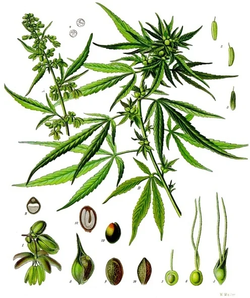 Botanisk illustration av Cannabis sativa med blad, blommor och frön