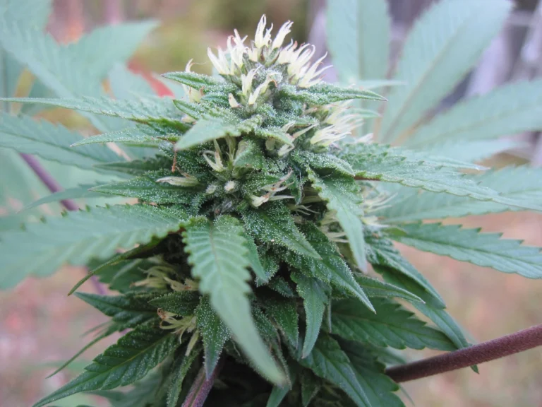 Blommande cannabisplanta med vita pistiller och gröna blad