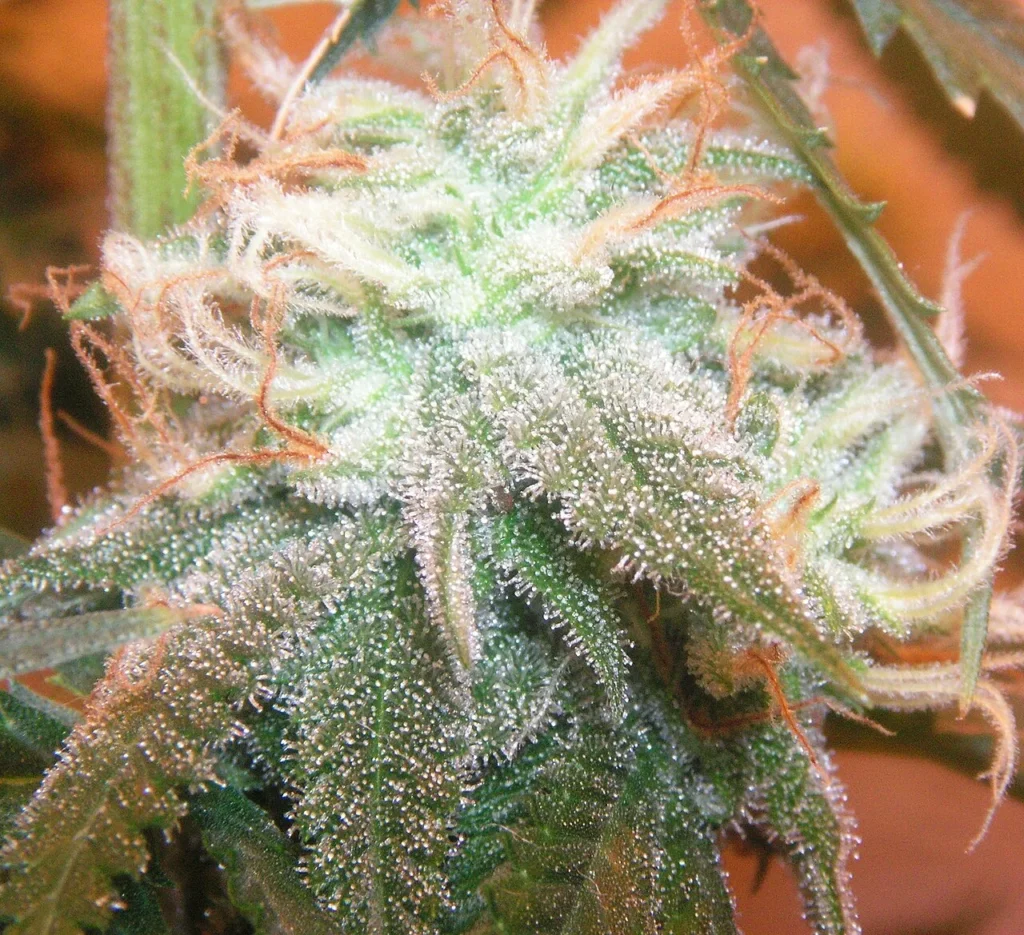 Närbild på en cannabisblomma täckt av trikomer