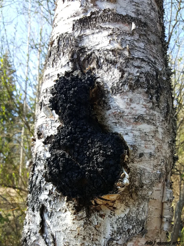 Svart, sprucken sprängticka (chaga) på stammen av en björk