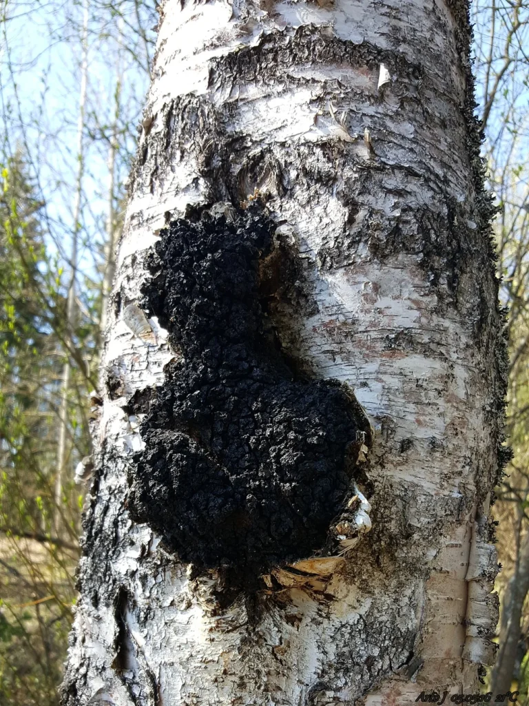 Svart, sprucken sprängticka (chaga) på stammen av en björk