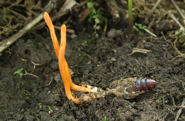 Orange Cordyceps militaris som växer upp ur en puppa i jorden