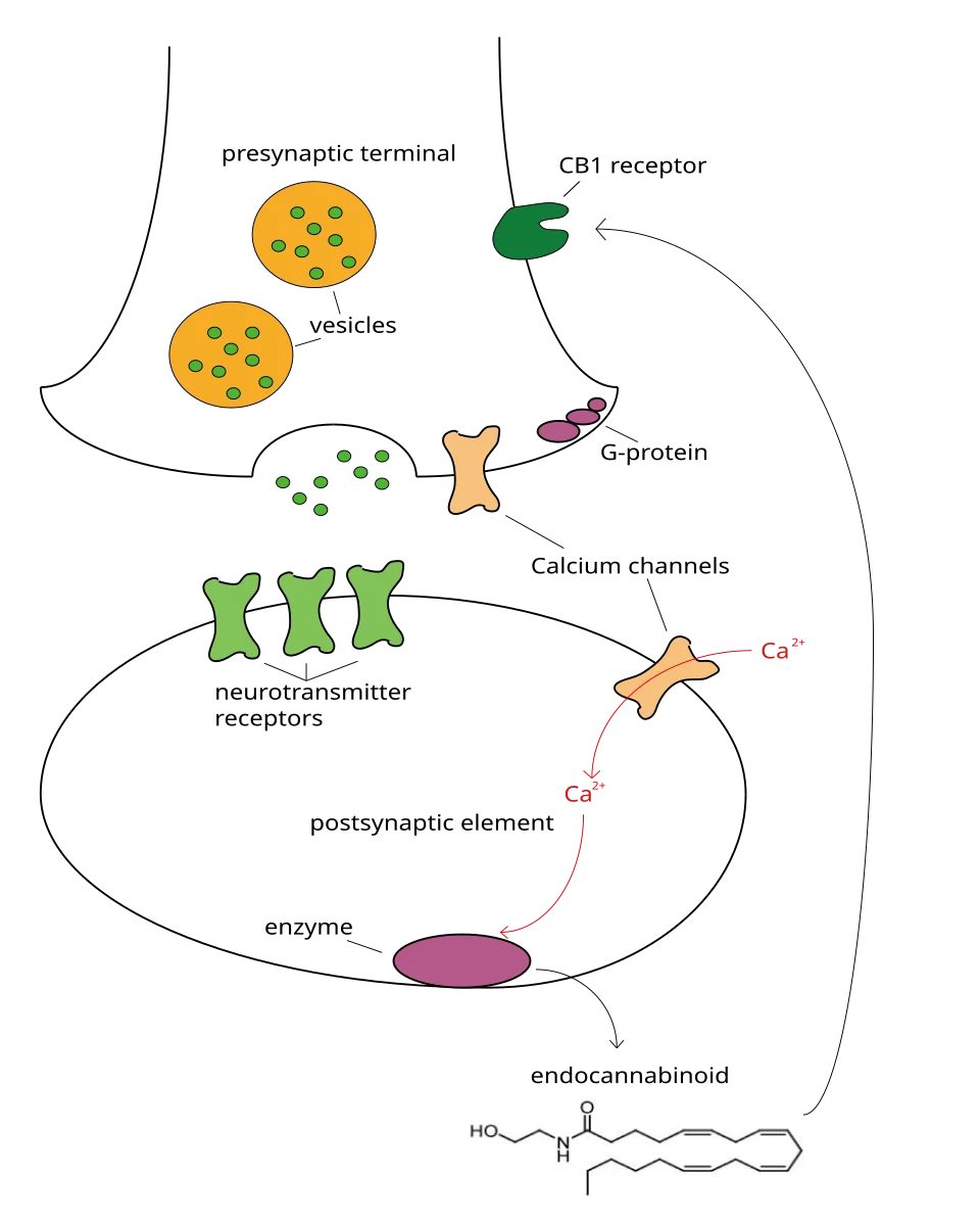 Schematisk bild av hur endocannabinoider skickar signaler bakåt över en synaps