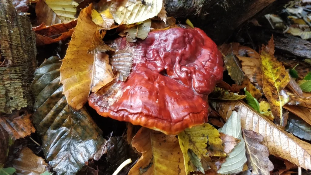 Rödbrun reishisvamp, lackticka, bland löv på skogsmarken