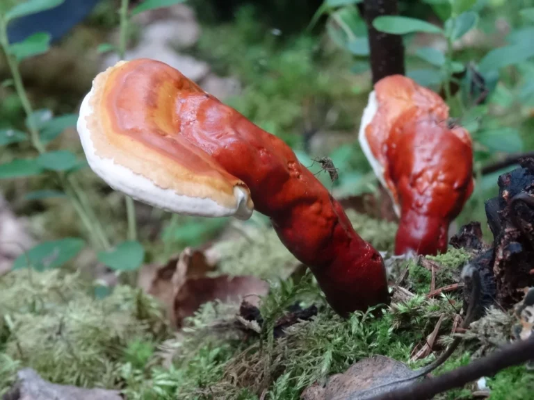Reishi med blank, rödbrun hatt som växer på skogsbotten