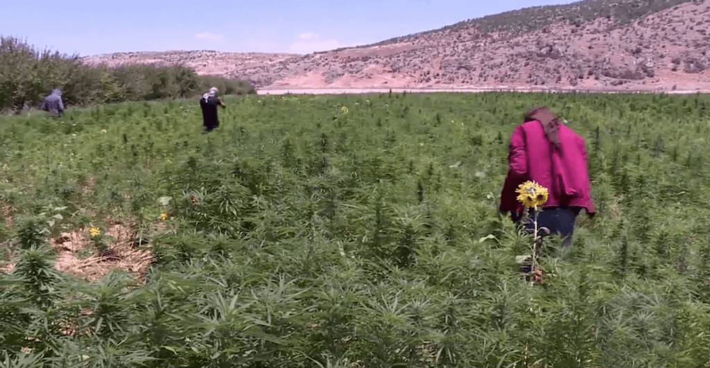 Bönder skördar cannabis i Bekaadalen i Libanon
