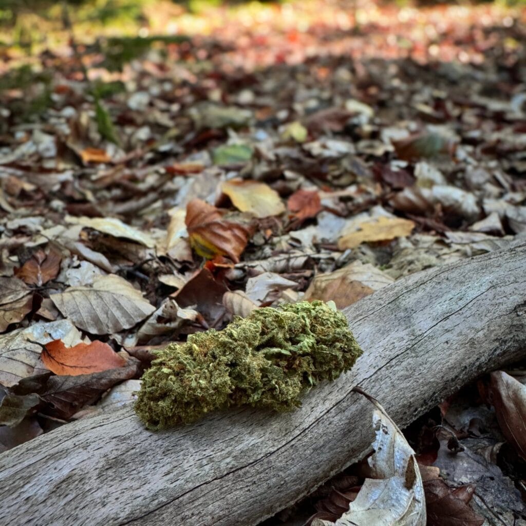 Fruit Cake CBD buds på en trädstam i skogen