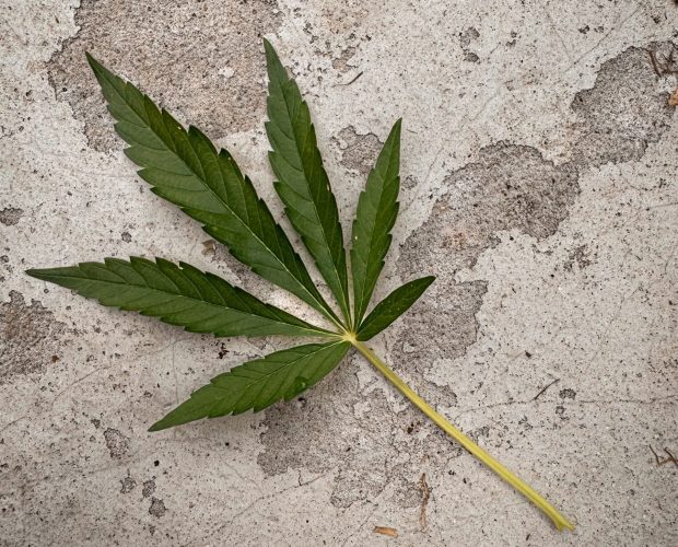 Cannabis leaf and gray background