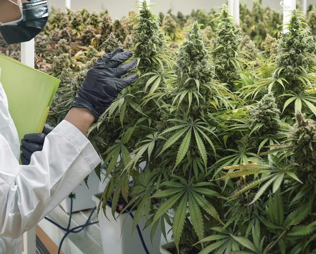 CBD Buds