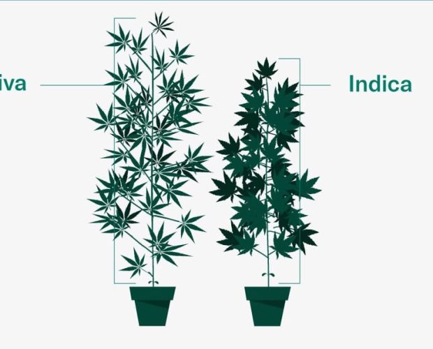 Sativa vs Indica